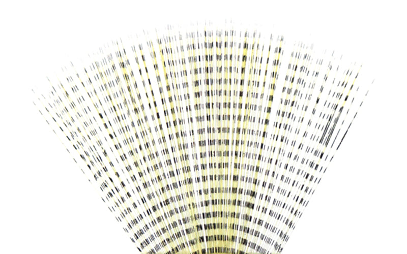 product-spinner-tail-barred